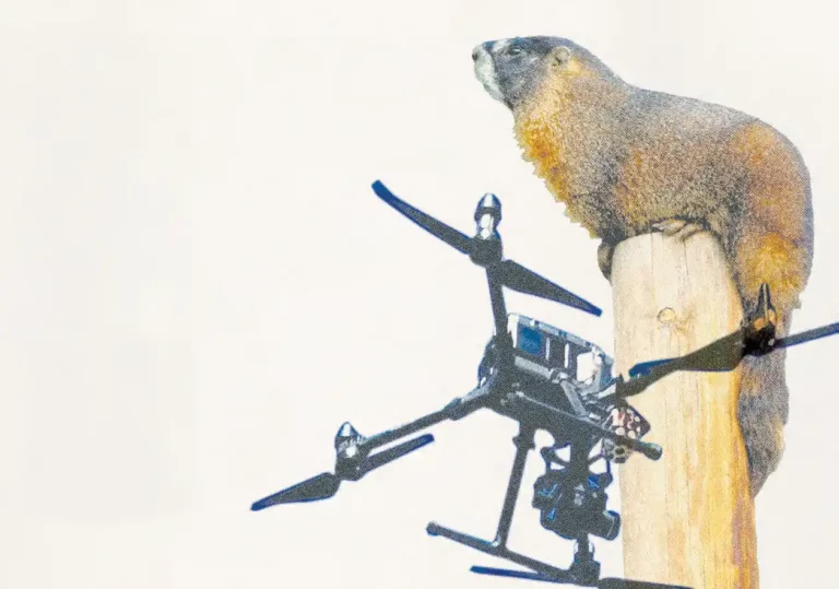 Marmot image by Tracy Schwartz