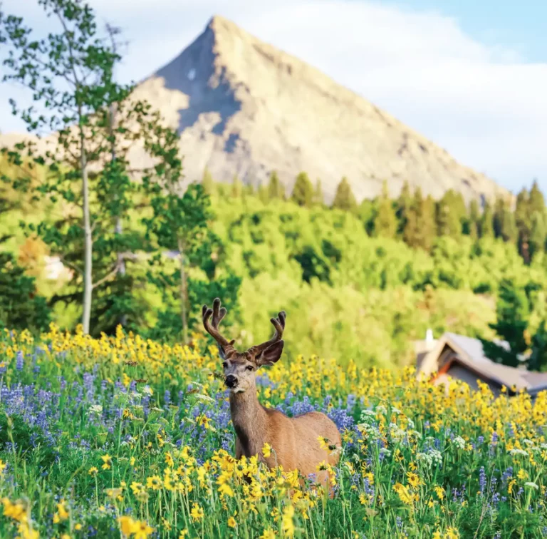 Wildflower Nirvana Photo By Taylor Ahearn