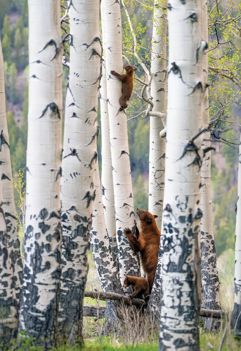 Constance-Mahoney-Black-Bear