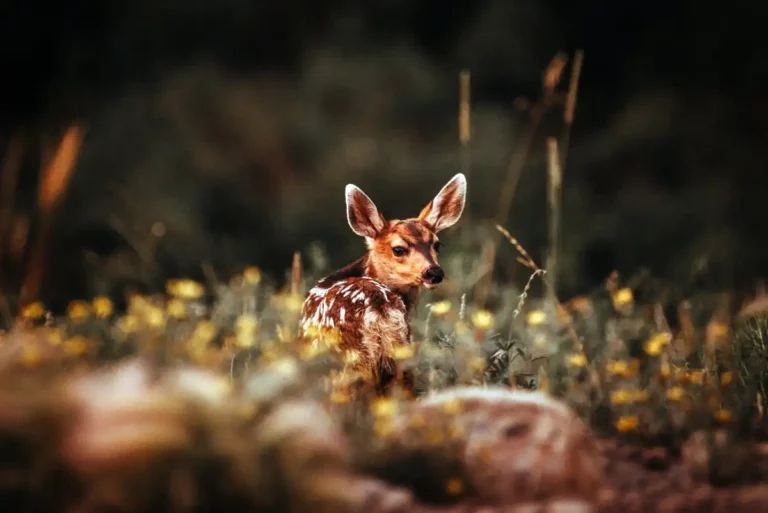 Crested Butte Magazine Ed's note deer by Kara Collin