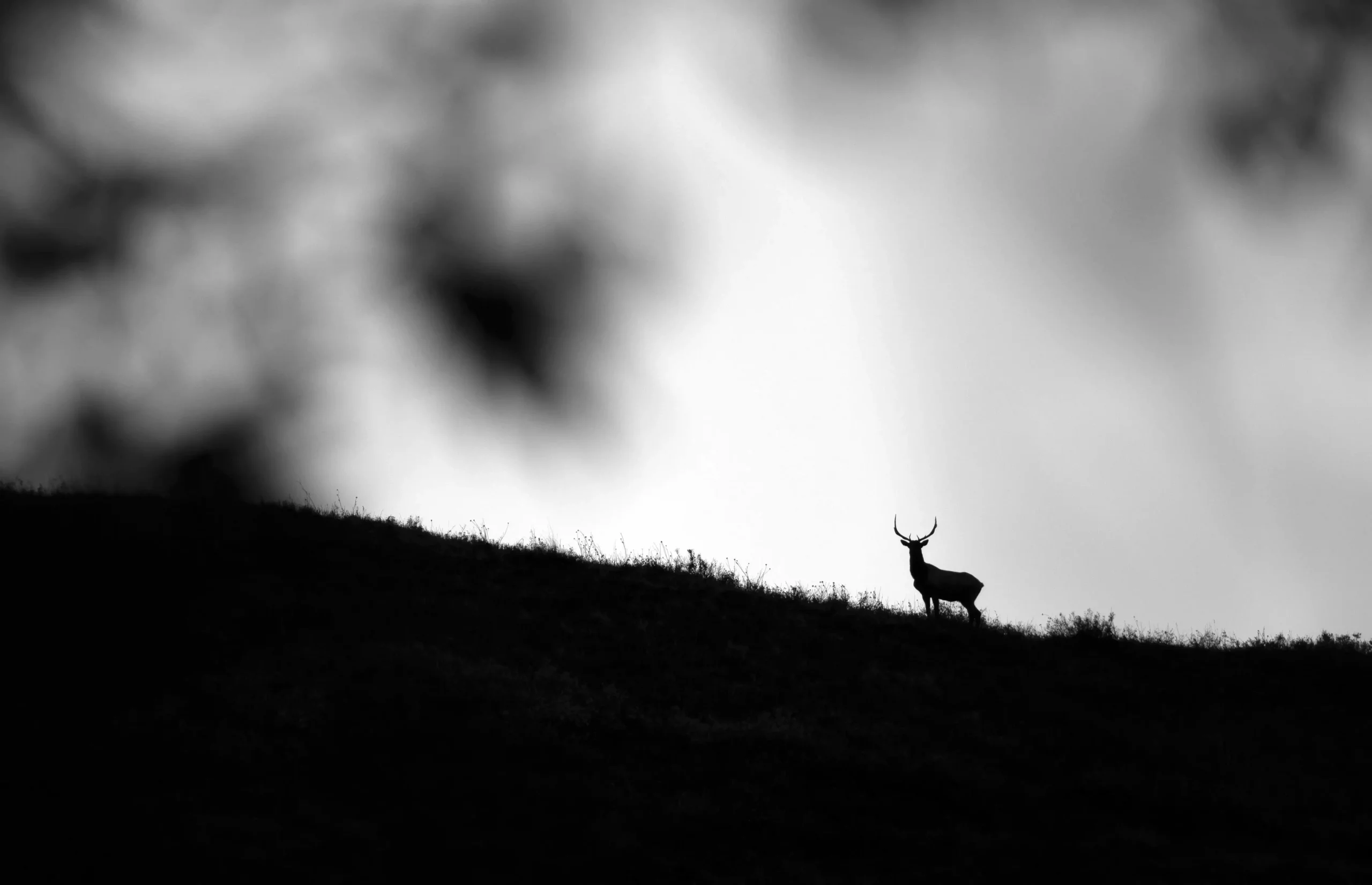 Castleton Ranch's mentored hunting program.